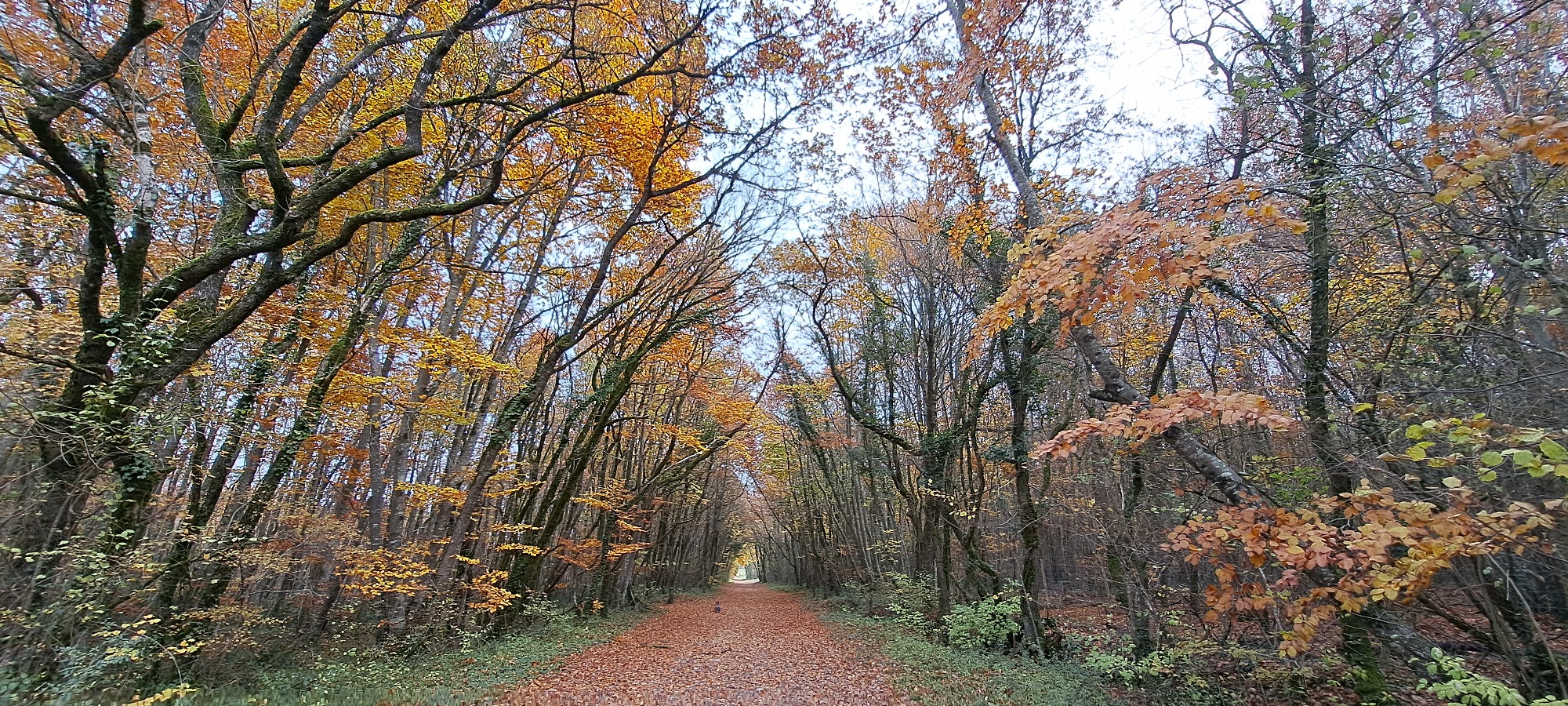 haies de Villefagnan