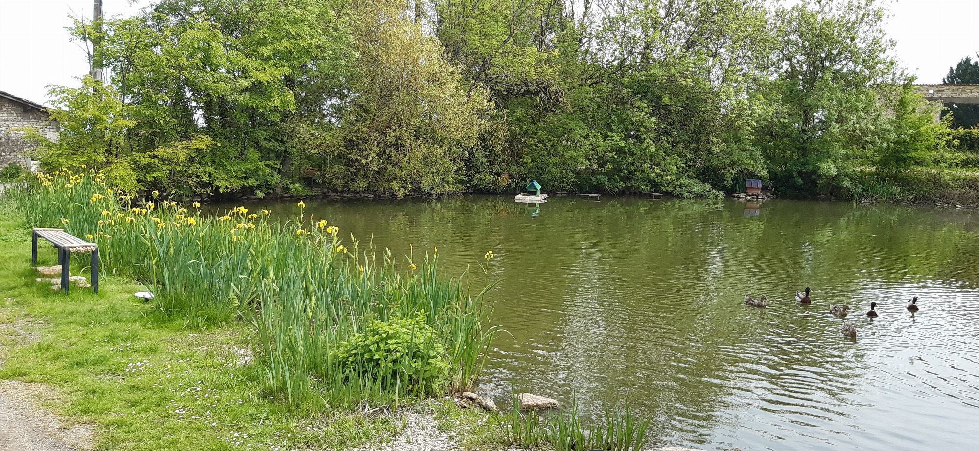 mare aux canards de la Ferté